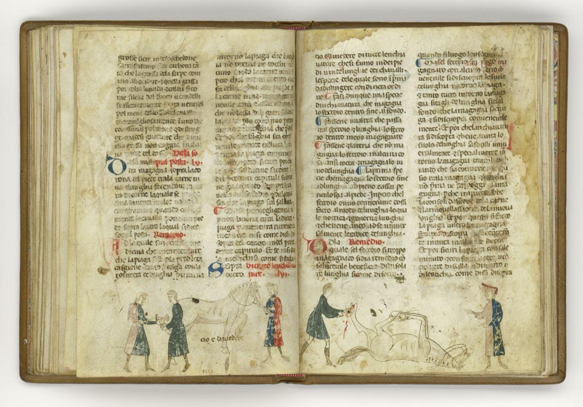 Giordano Rosso, Libro delle Mariscalcie dei cavalli. Gefesseltes Pferd, das am Hinterhuf operiert wird