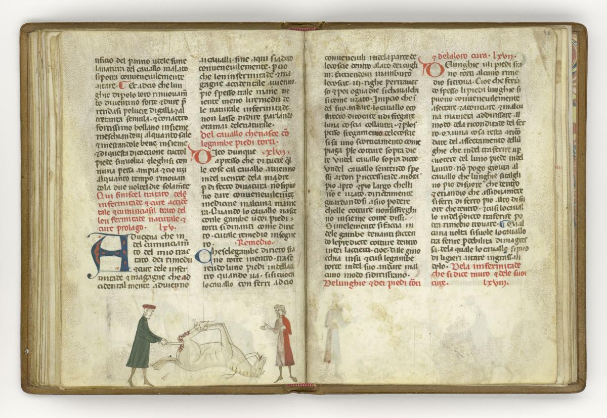 Giordano Rosso, Libro delle Mariscalcie dei cavalli. Liegendes, gefesseltes Pferd wird am linken Schenkel operiert