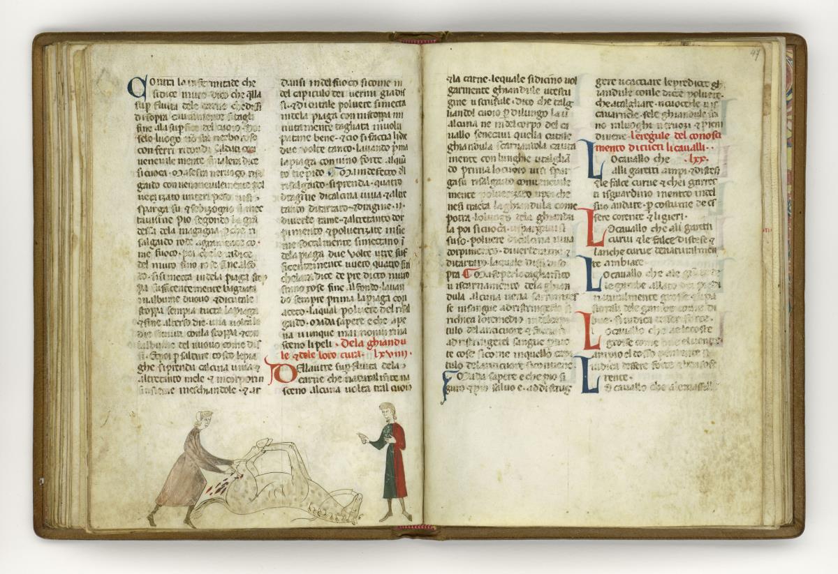 Giordano Rosso, Libro delle Mariscalcie dei cavalli. Liegendes, gefesseltes Pferd wird am linken Schenkel operiert