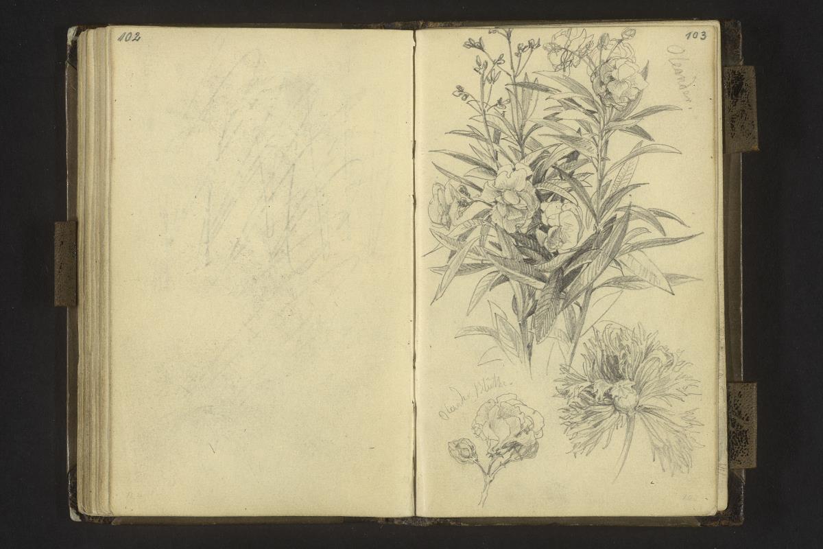 Oleanderpflanze und -blüte, Mohnblüte