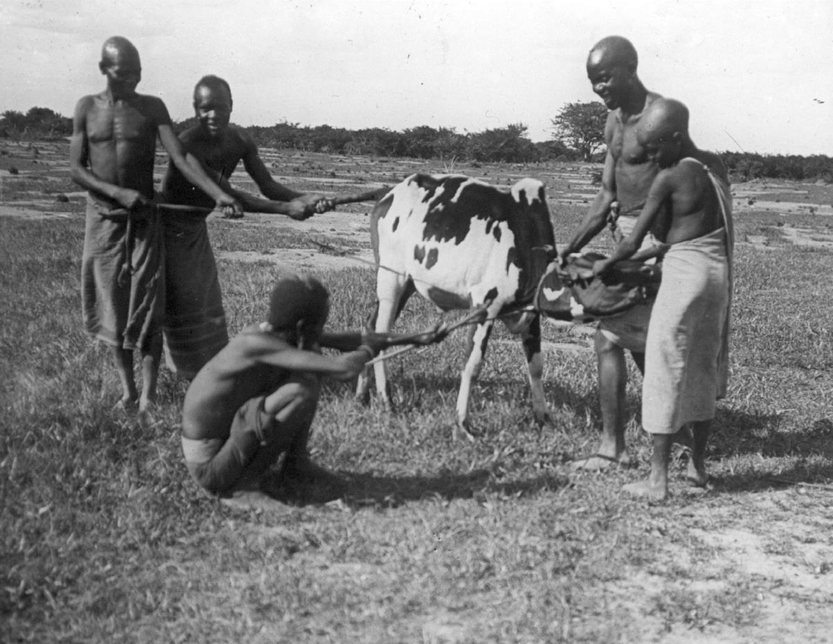 Aderlaß beim Zebu