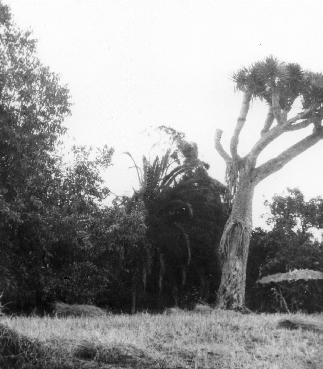 Drachenbaum, Laguna, Teneriffa