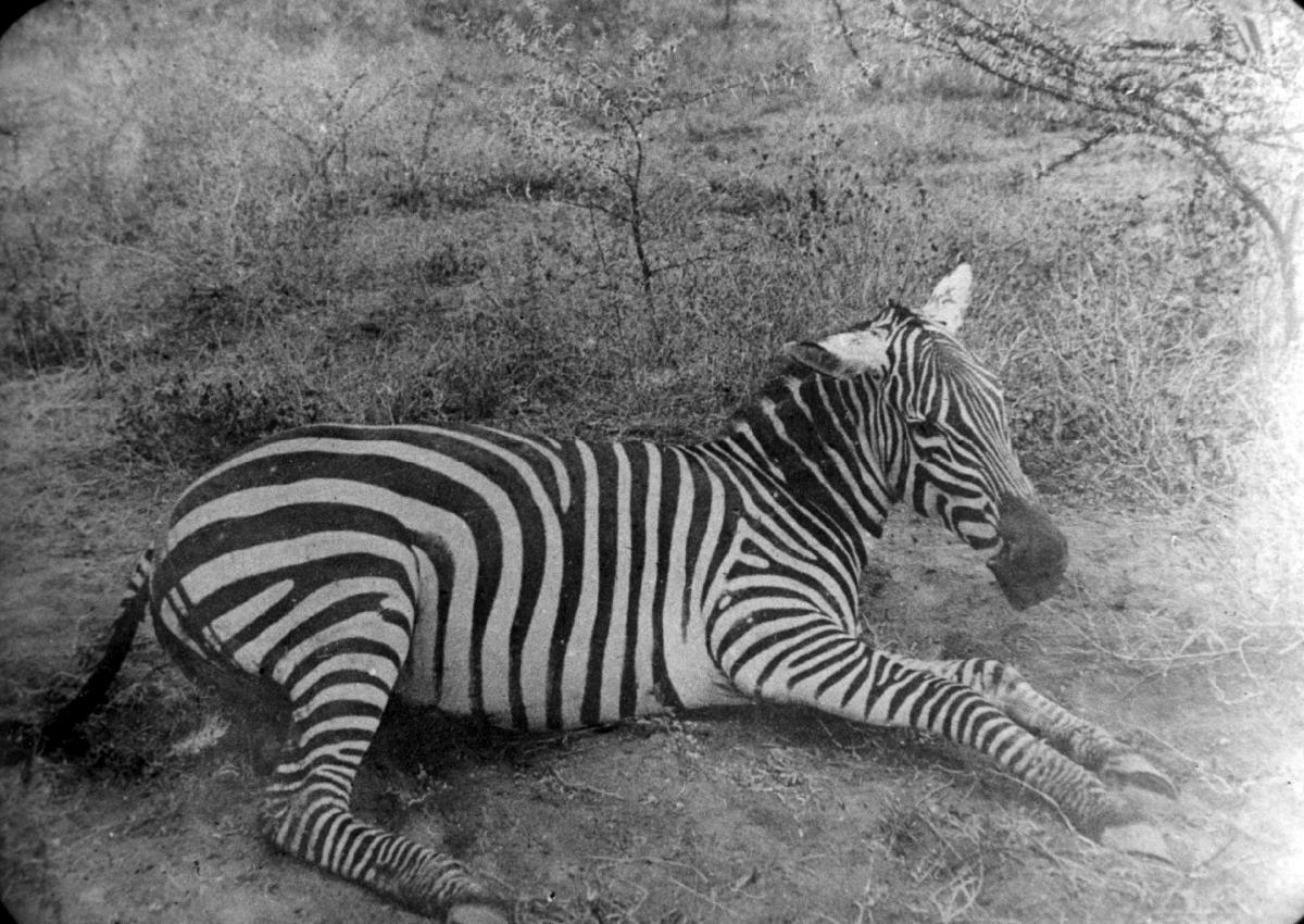 Zebra