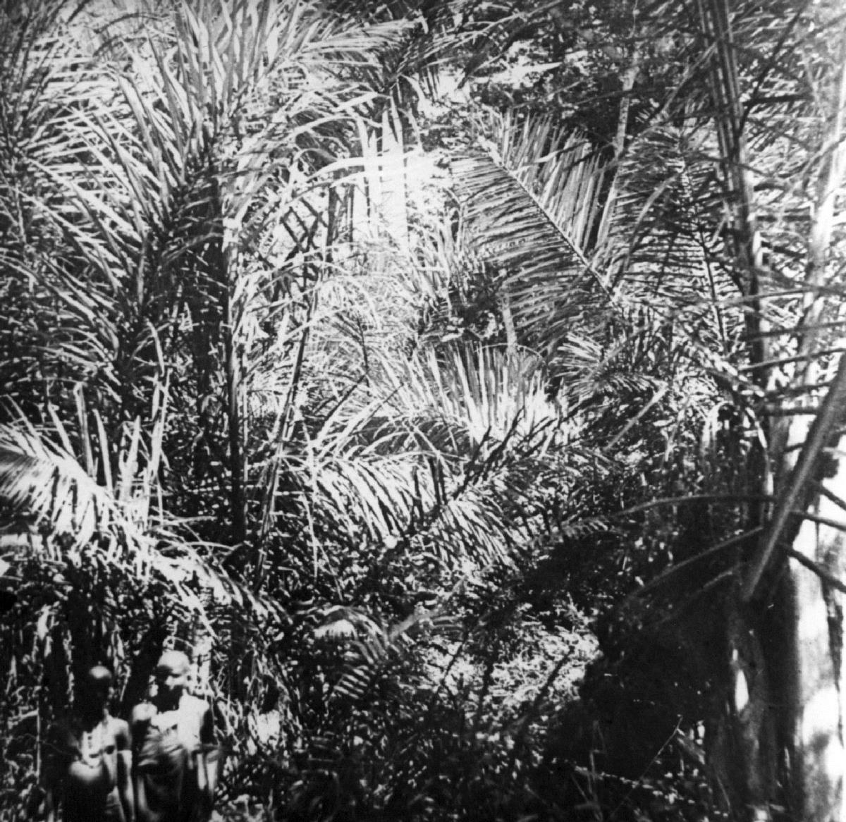 Galleriewald in Kahe am Fuße des Kilimanjaro. Raphiapalmen