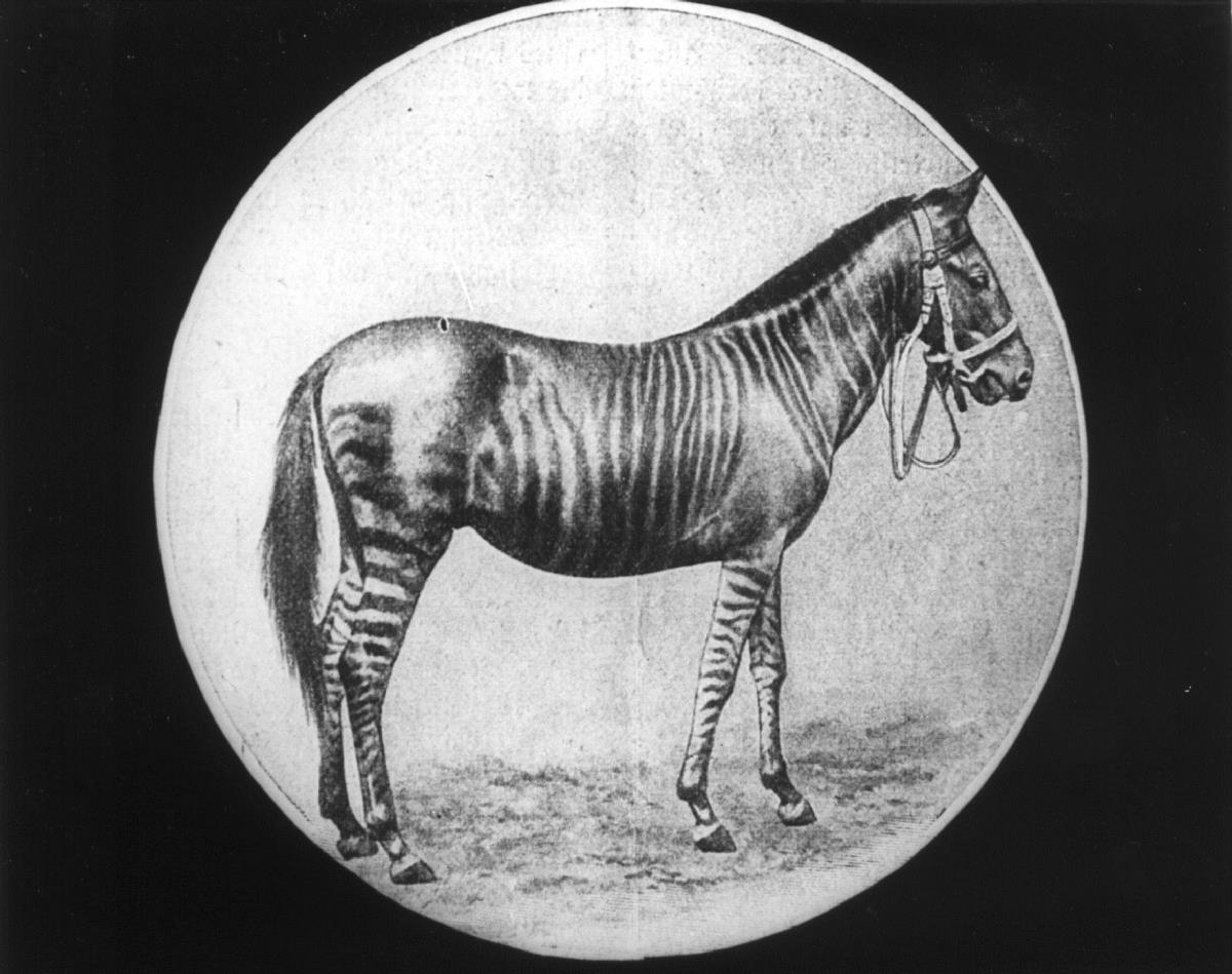 Zebroid