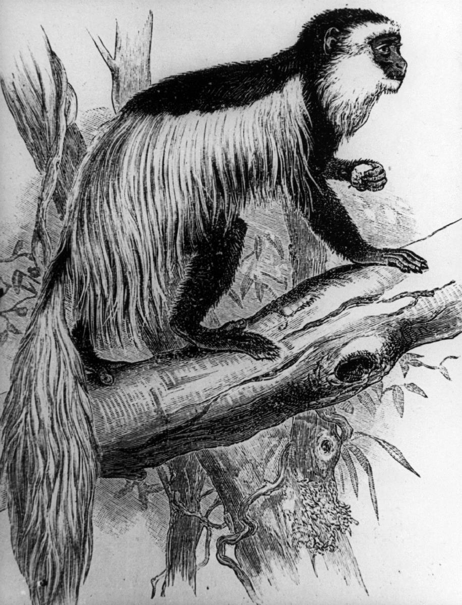 Colobus randat. nach Johnston