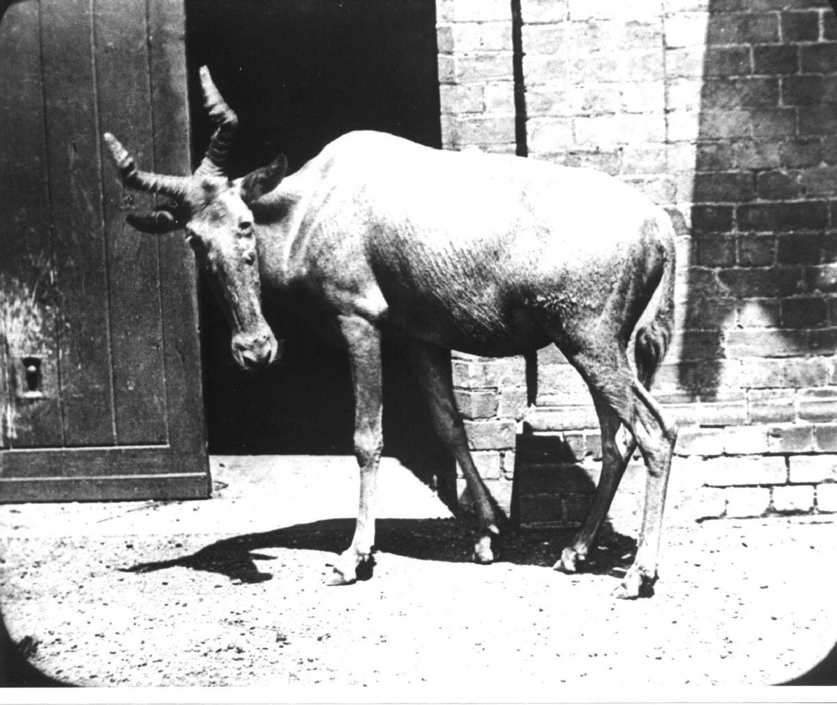 [Gnu?]