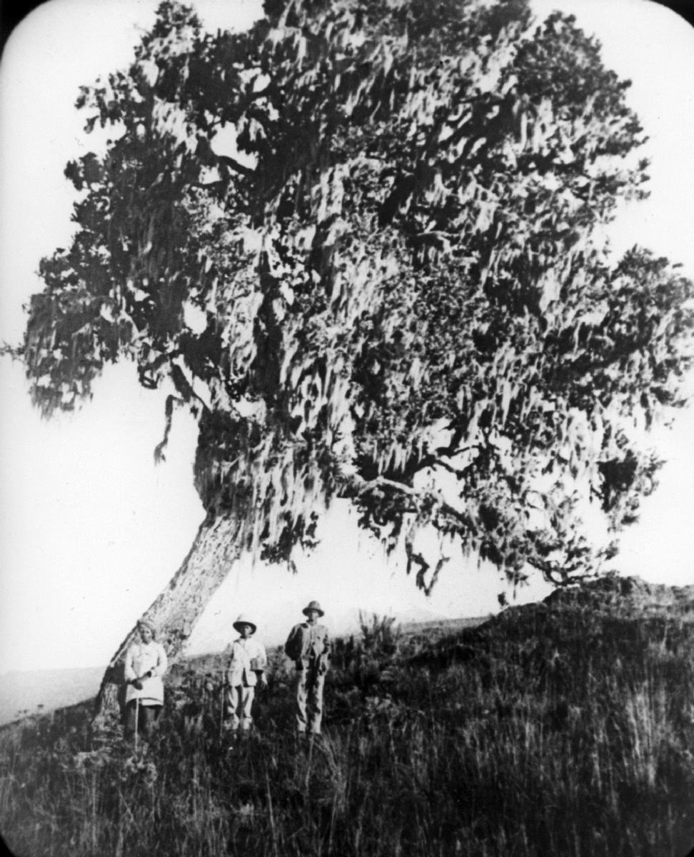 Agauria salicifolia