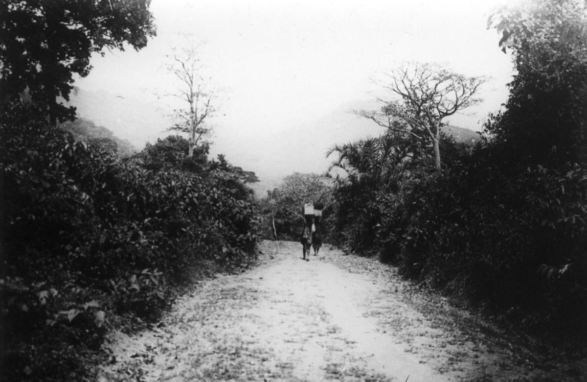 Baumsavanne; Straße Palime-Atakpame