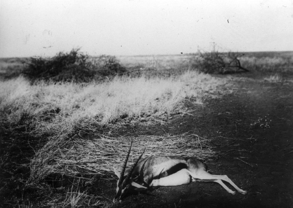 Erlegte Thomsen-Gazelle