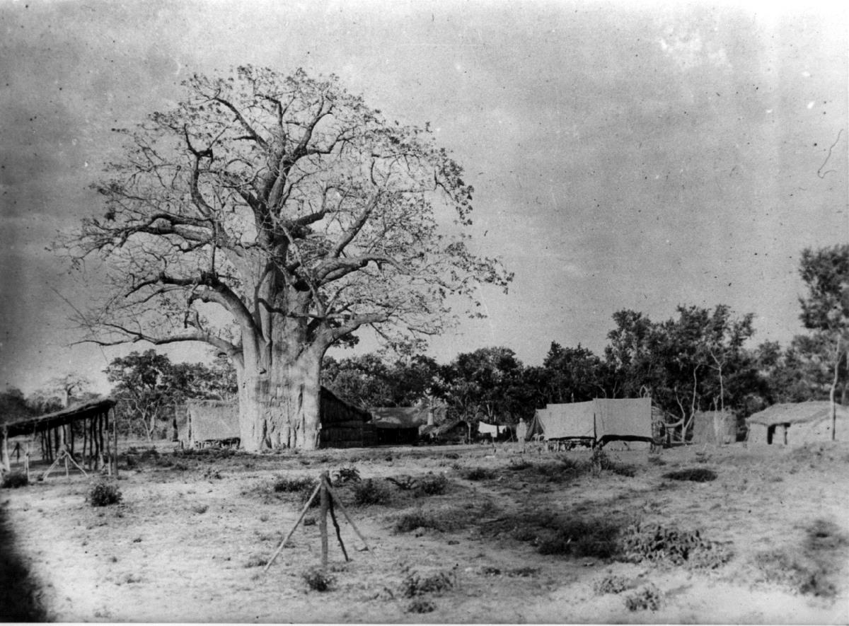 Zeltlager unter d. Baobab