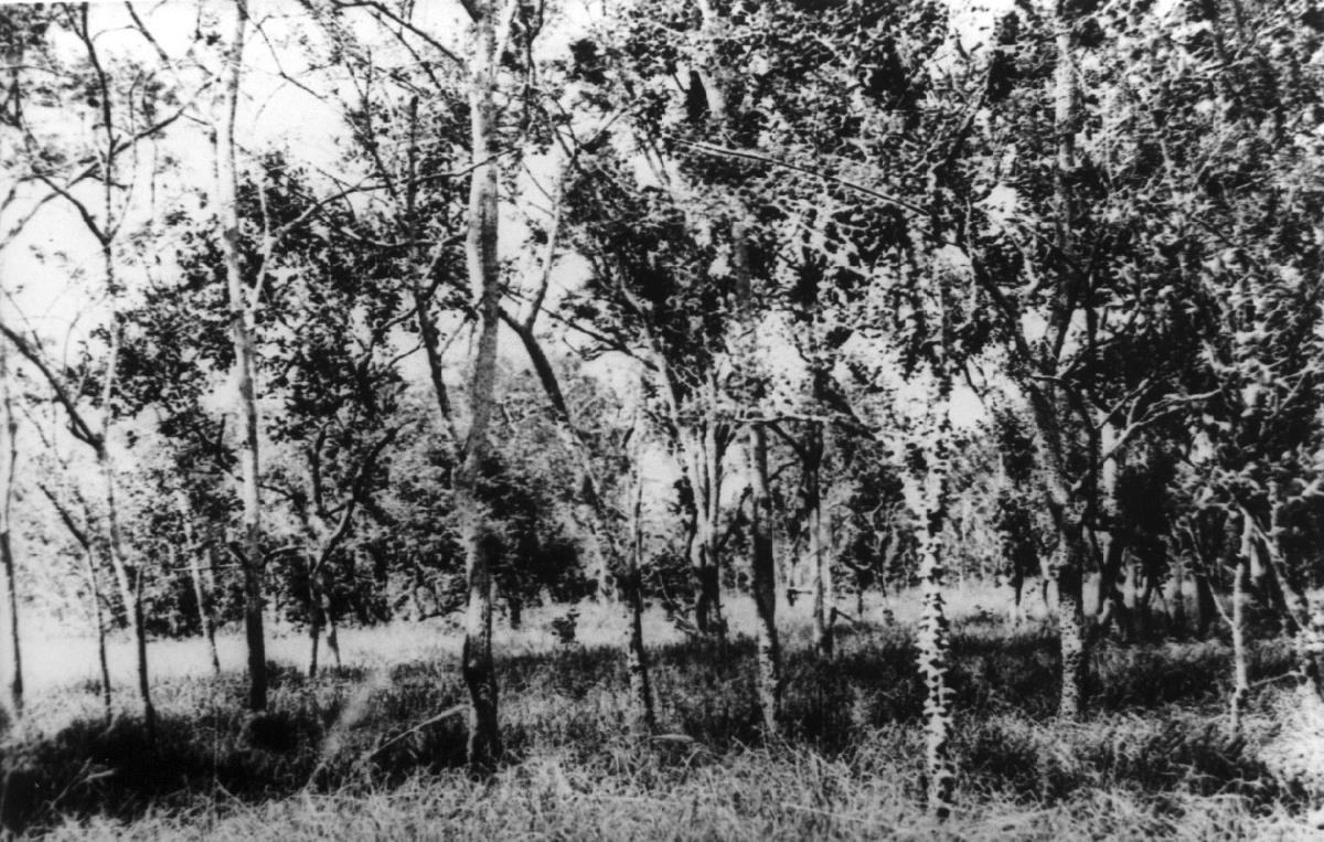 Buschige Baumsteppe mit Eisenholz.