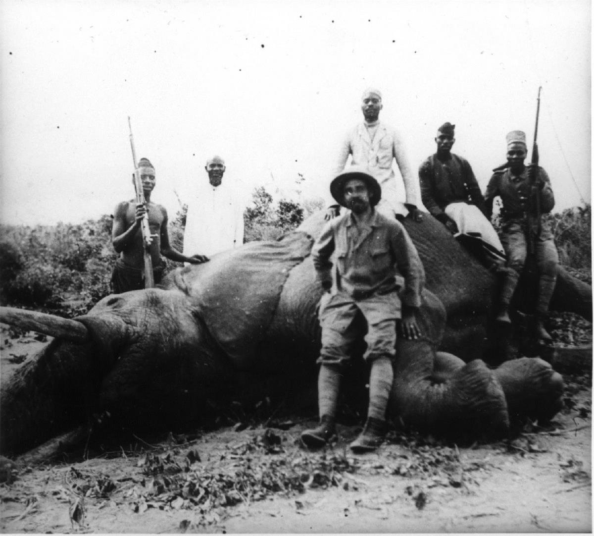 Erlegter Elefant.