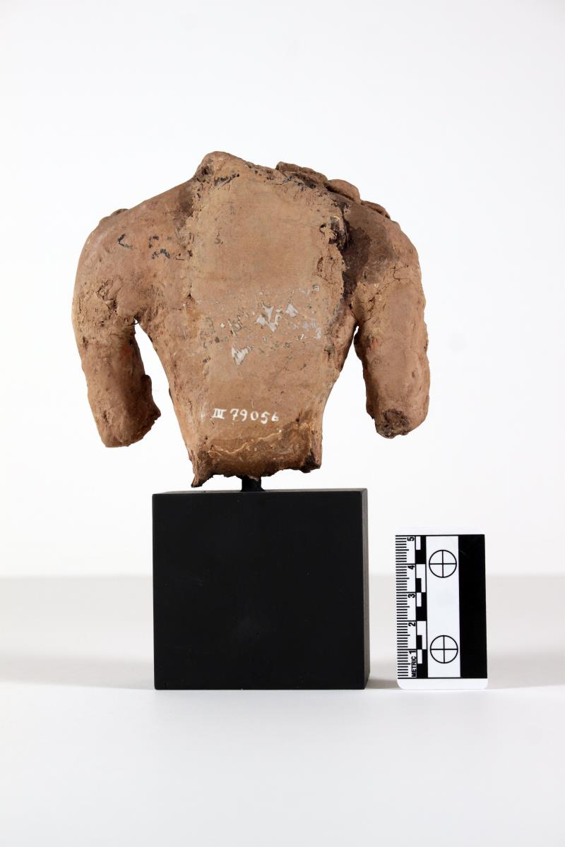 Torso