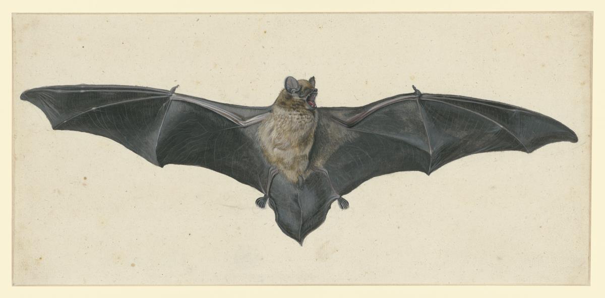 Fliegende Fledermaus mit ausgebreiteten Flügeln von vorn (Zweifarbfledermaus, Vespertilio murinus)