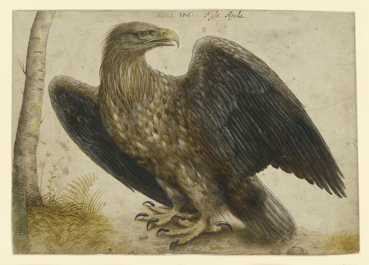 Adler