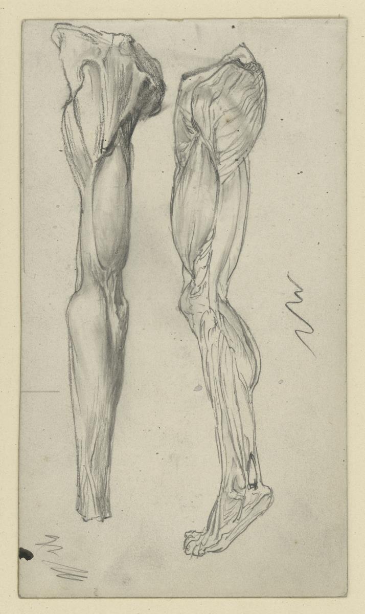 Zwei anatomische Studien von Beinmuskeln