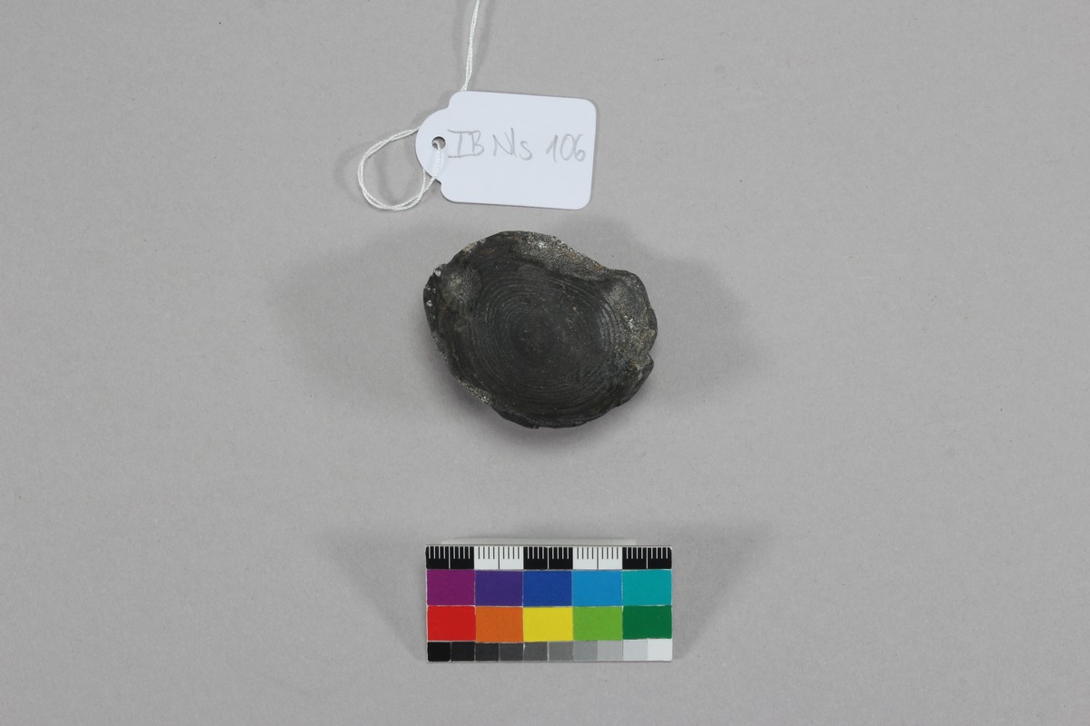 "Muschelform"