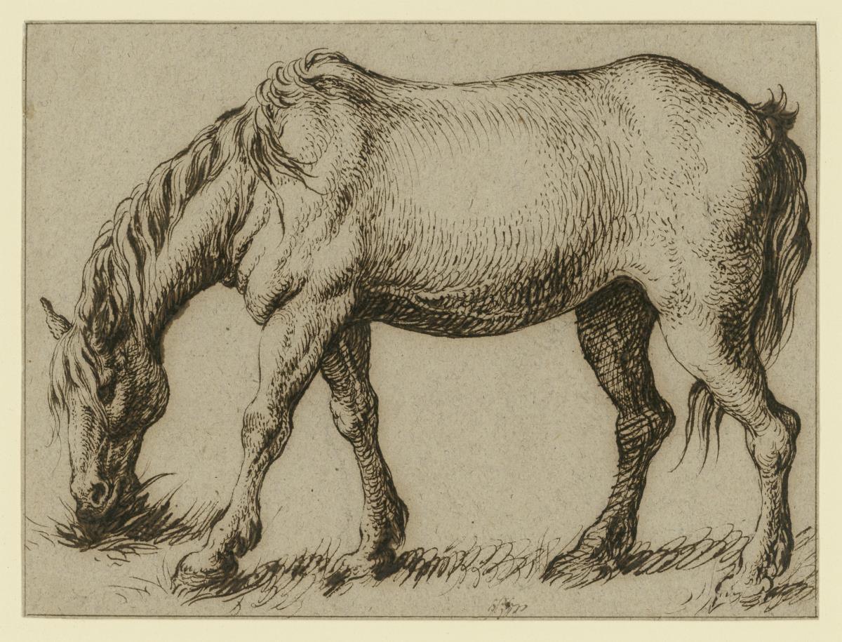 Ein Pferd