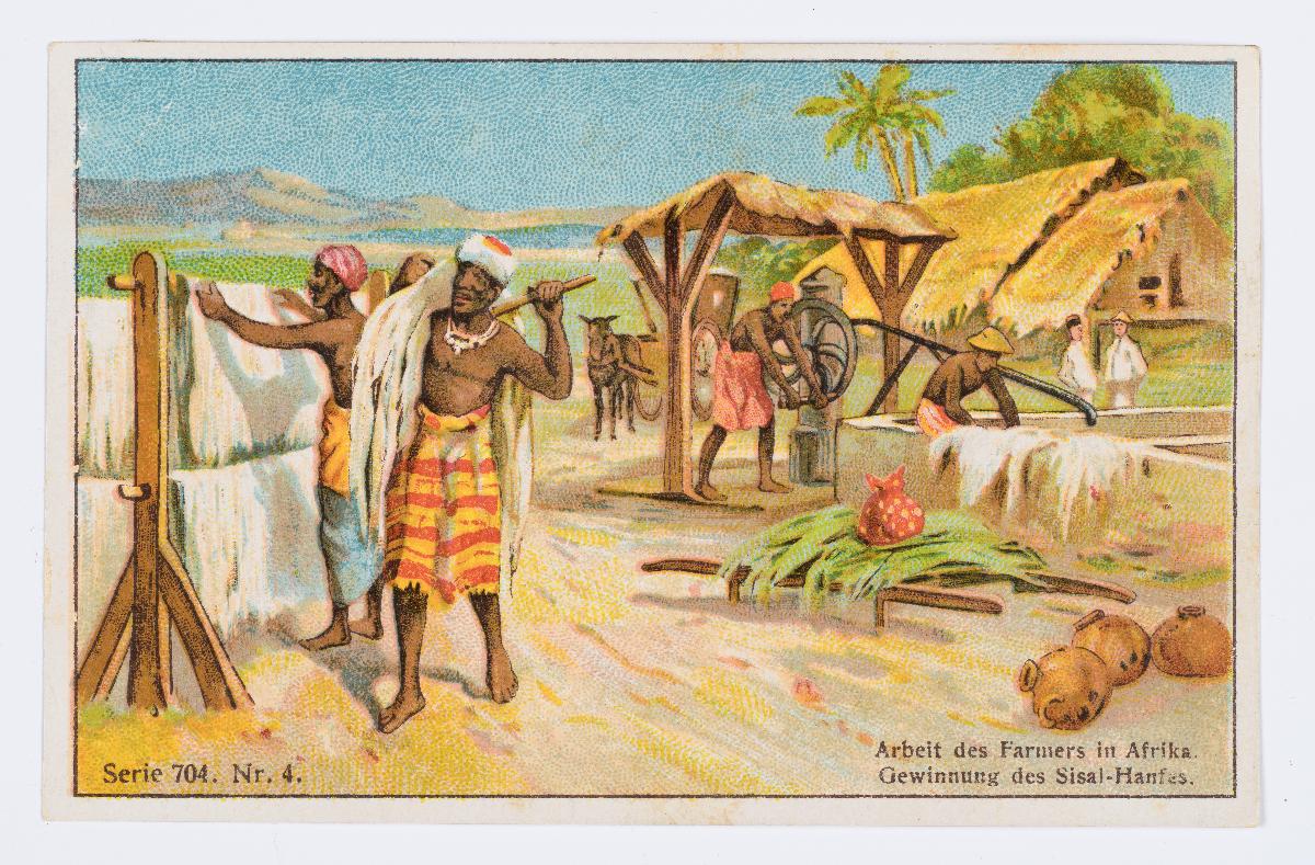 Gewinnung des Sisal-Hanfs