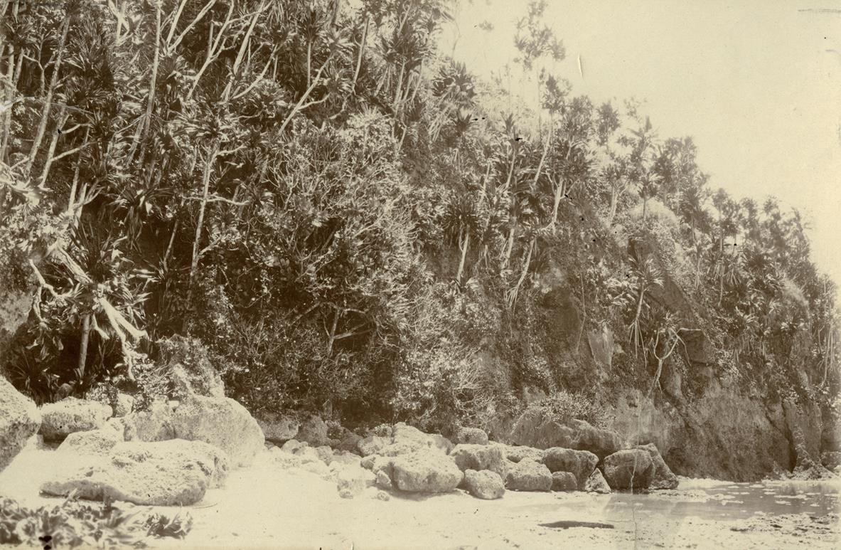 "Korallenkalkfelsen, Küste d. St. Georgs-Kanal"