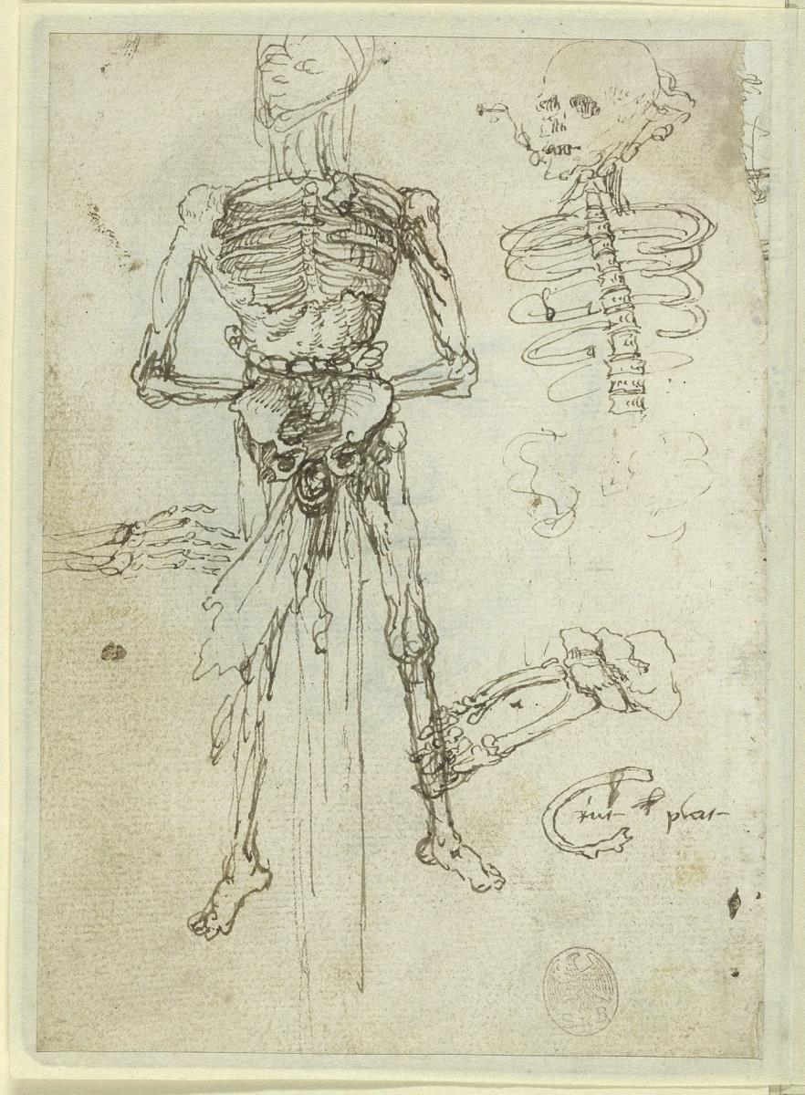 Anatomische Studie eines menschlichen Leichnams und verschiedene Details des Skeletts, Studie für den Holzschnitt "Allegorie der Vergänglichkeit" (1537)