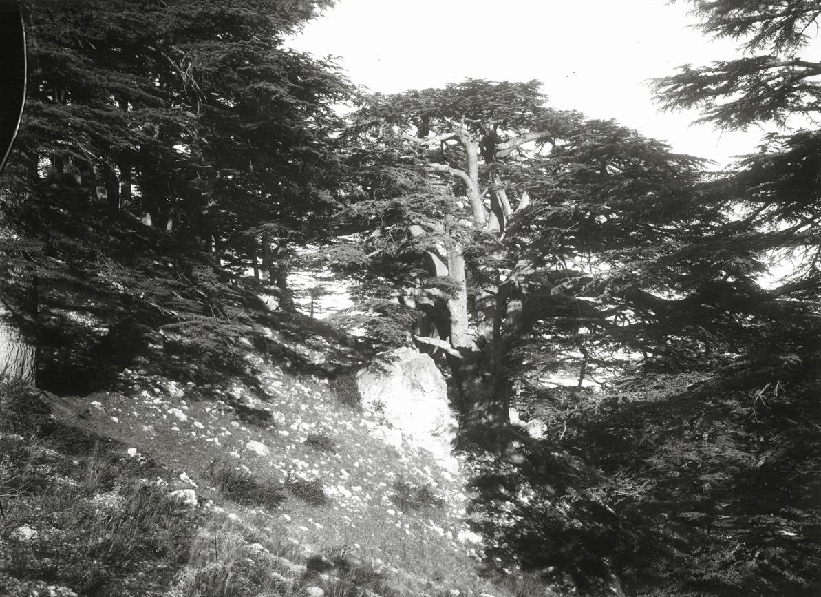 Zedern