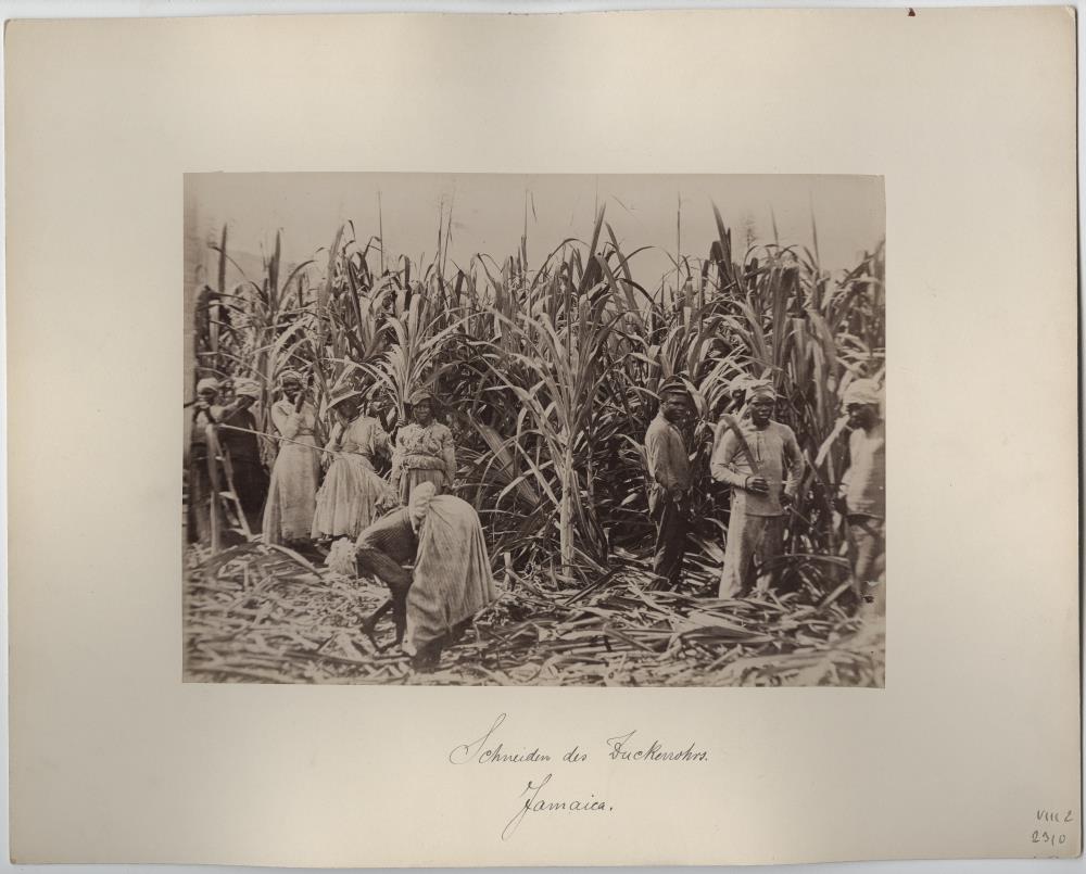 Zuckerrohrschneiden auf Jamaica