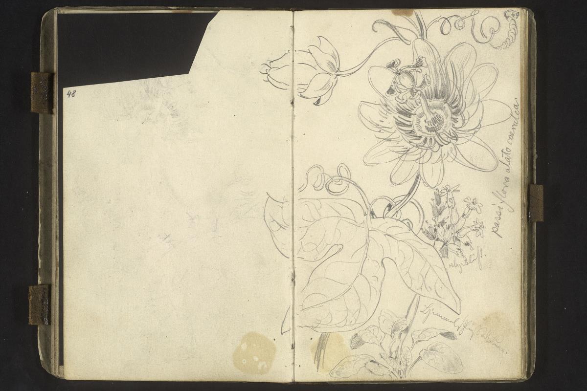 Blüten und Blätter passiflora alata caerulea