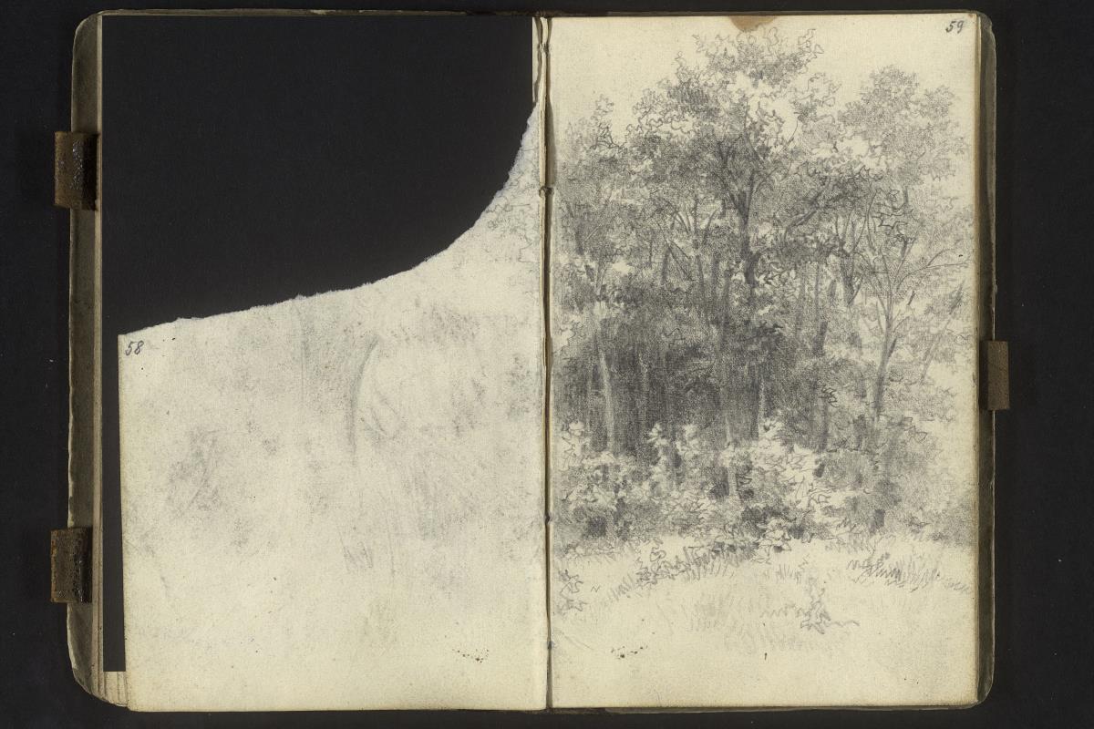Waldstudie mit Lichtung