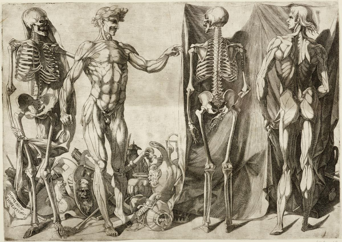 Anatomische Studien: Skelette und Ecorchés