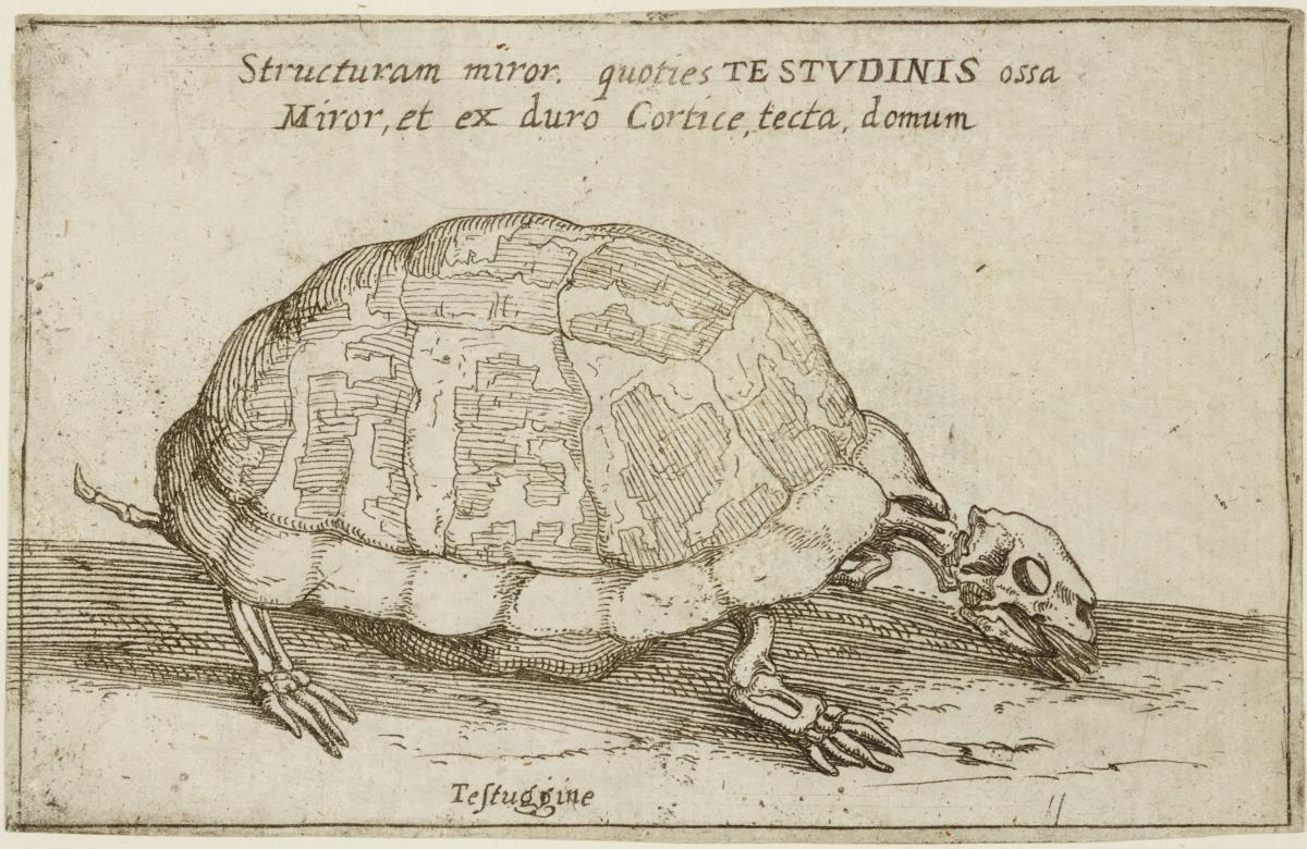 Skelett einer Schildkröte, aus: (Gli Scheletri)