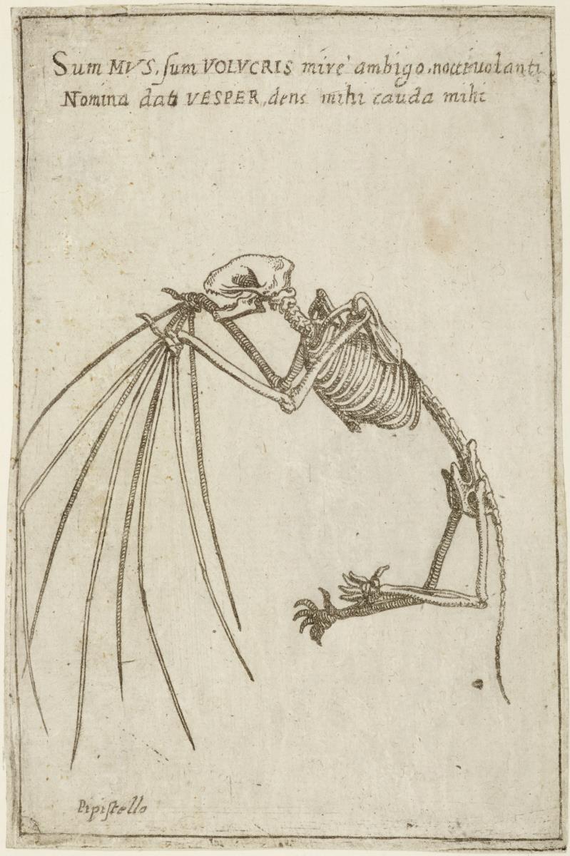 Skelett einer Fledermaus, aus: (Gli Scheletri)