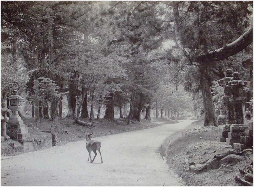 Nara, Japan, Park