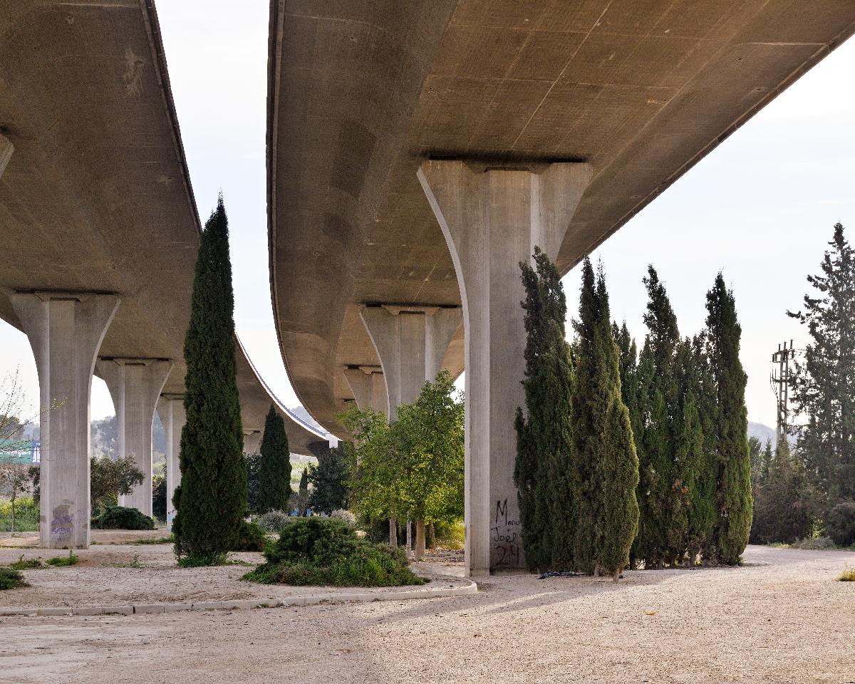 Zypressen, Murcia