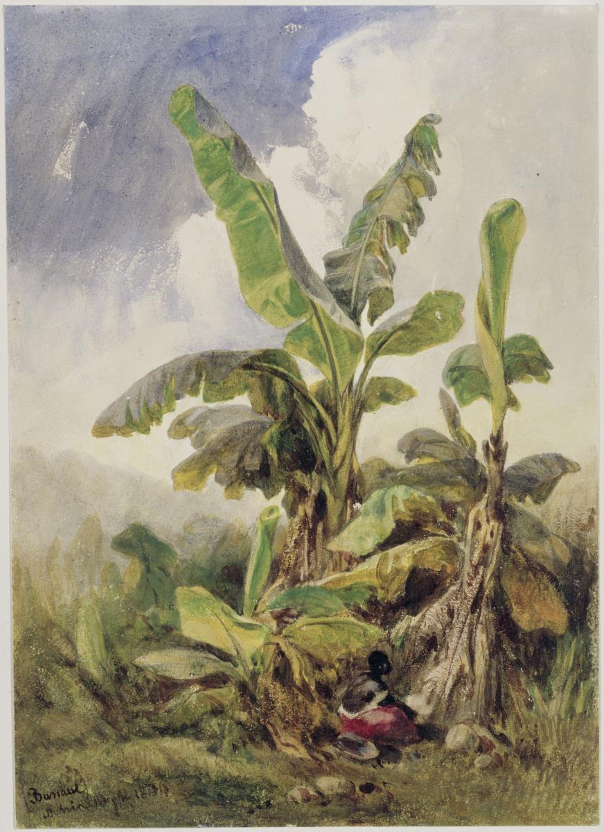 Bananengebüsch. Penha