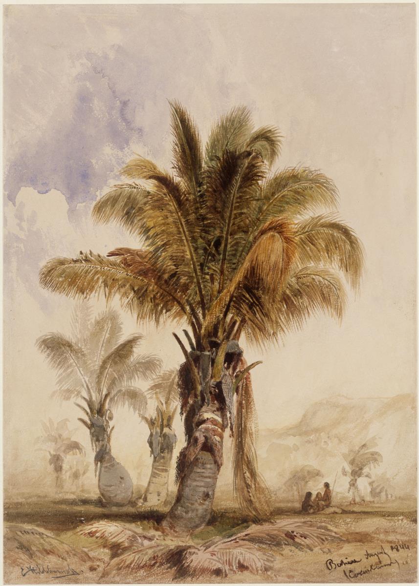 Kokospalmen in Bahia