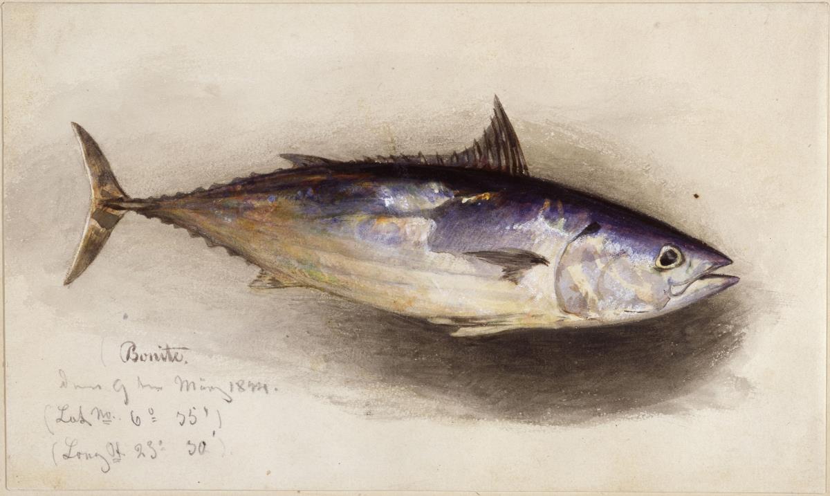 Fischstudie (Bonito-Thunfisch)