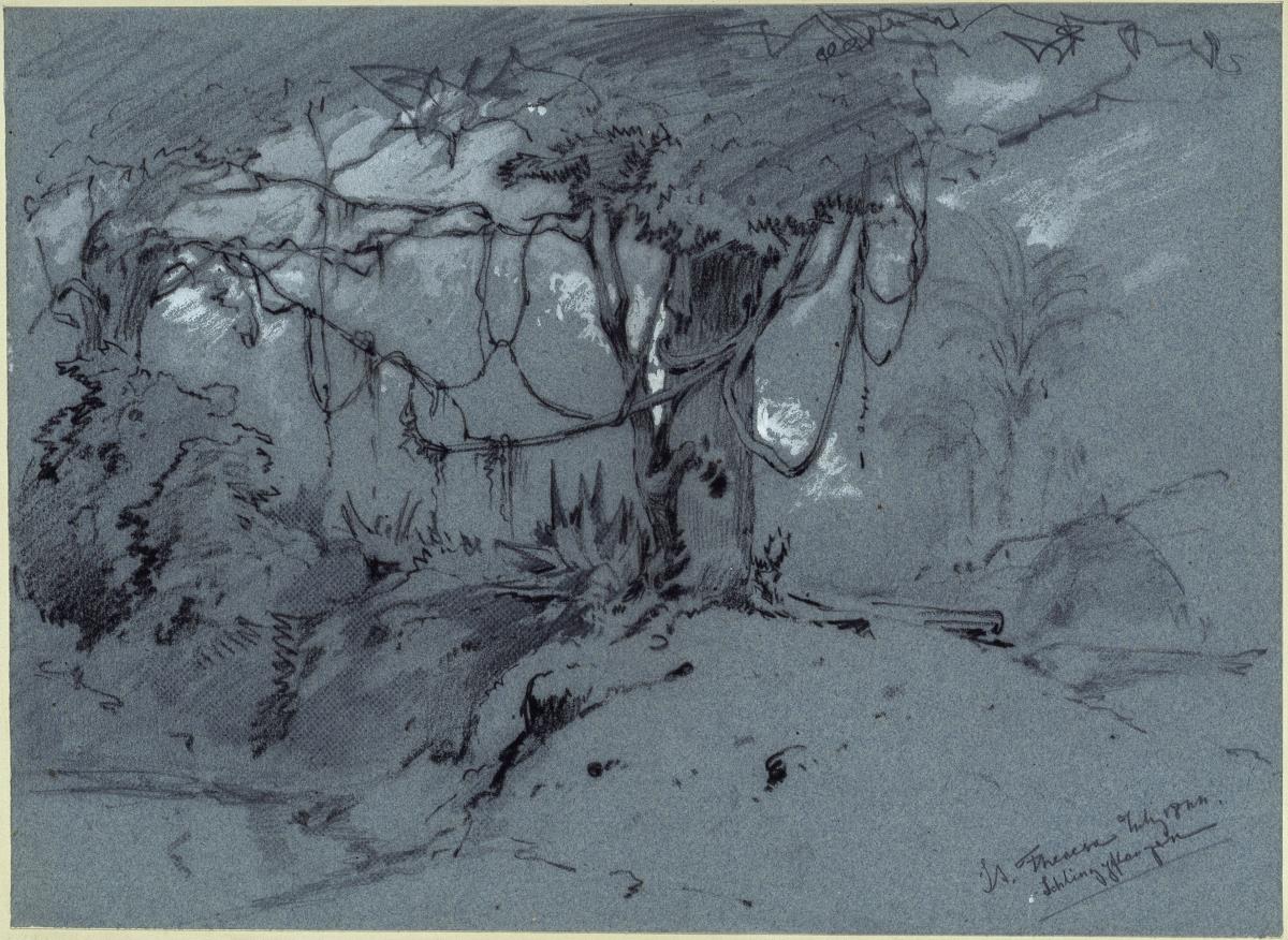 Baum mit Schlingpflanzen