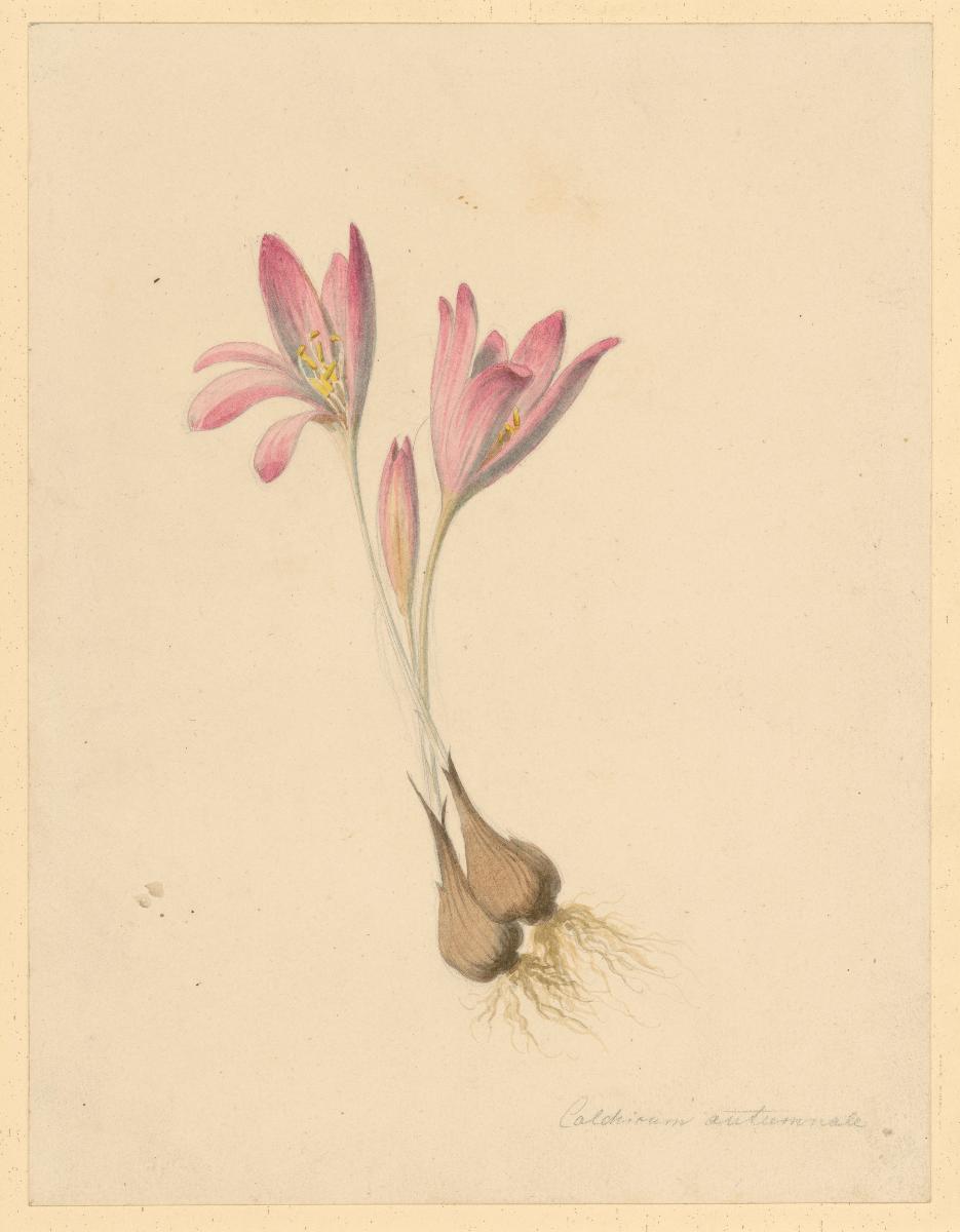 Colchicum autumnale L. Herbstzeitlose zu: Herbarium Ornatum
