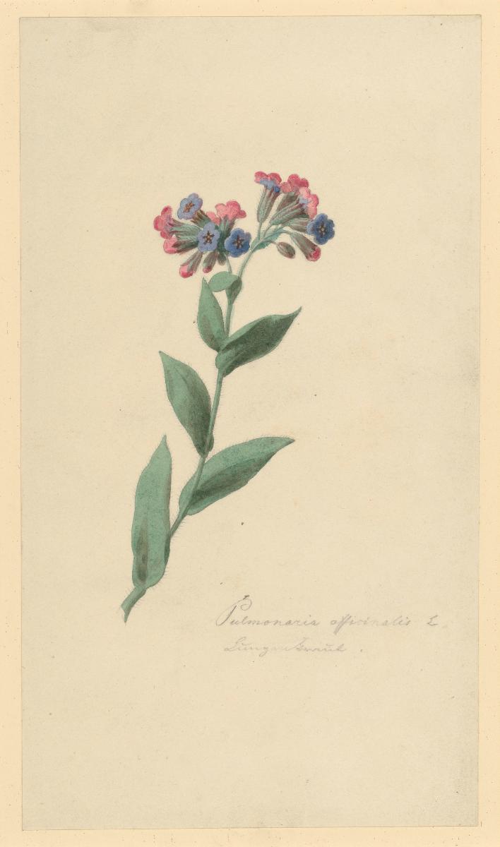 Pulmonaria officinalis Lungenkraut zu: Herbarium Ornatum