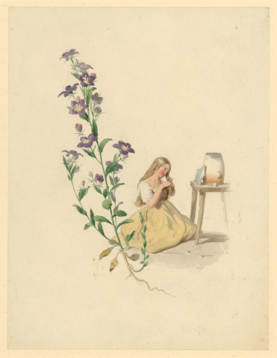 Specularia speculum Echter Venusspiegel zu: Herbarium Ornatum