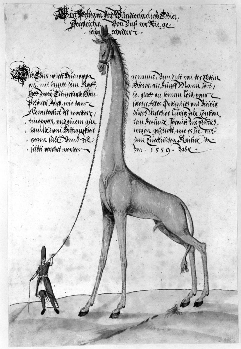 Riesenhafte Giraffe