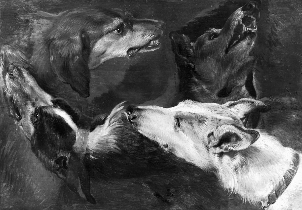 Studie mit vier Hundeköpfen