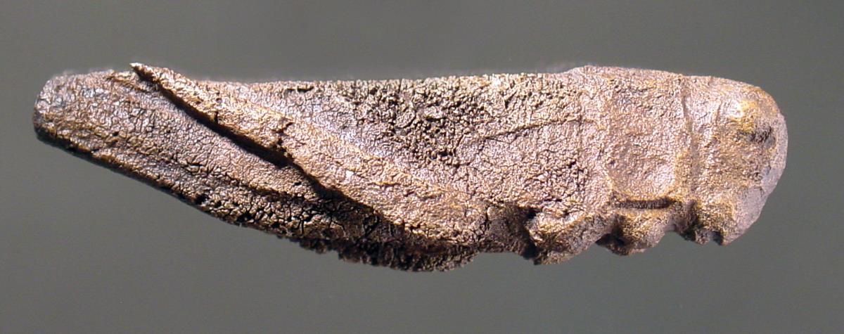 Heuschrecke