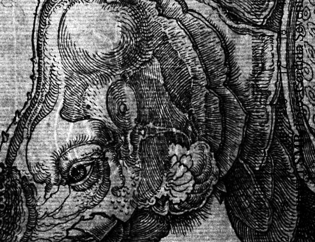Das Rhinozeros