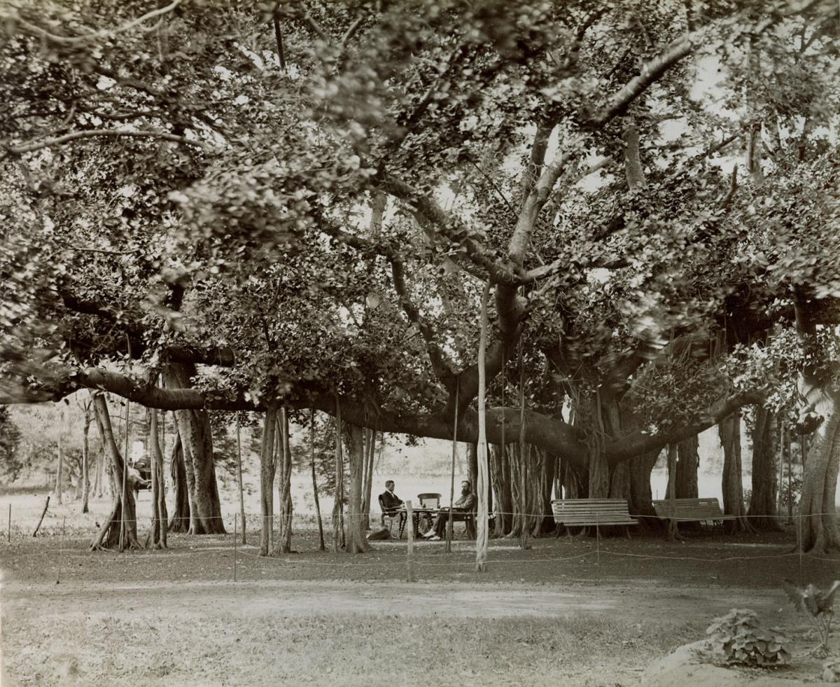 Banyan, Ficus bengalensis, Madras