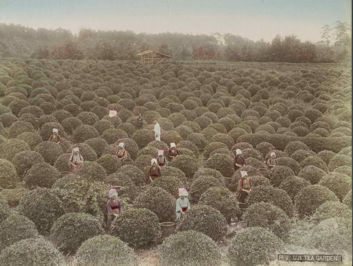 Teeplantage bei Uji