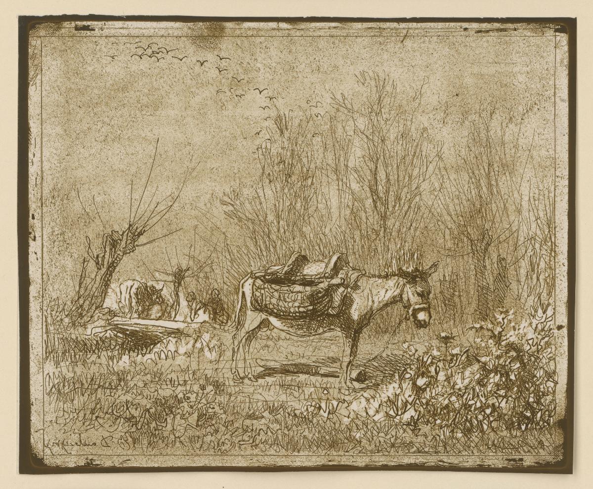 Der Esel auf der Wiese