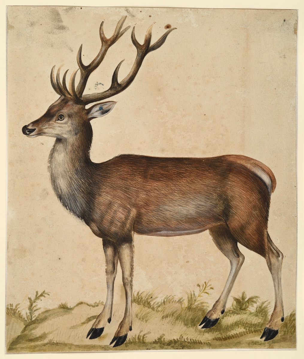 Hirsch